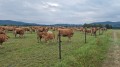 IMG-20220801-WA0001.jpg