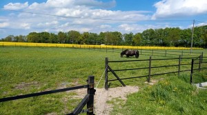 0190 Stajnia Jaskółka ogrodzenie szczelinowe EKOFORME    (1)